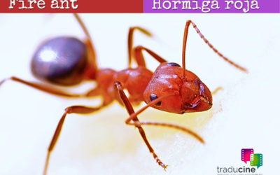 Fire ant / Hormiga roja