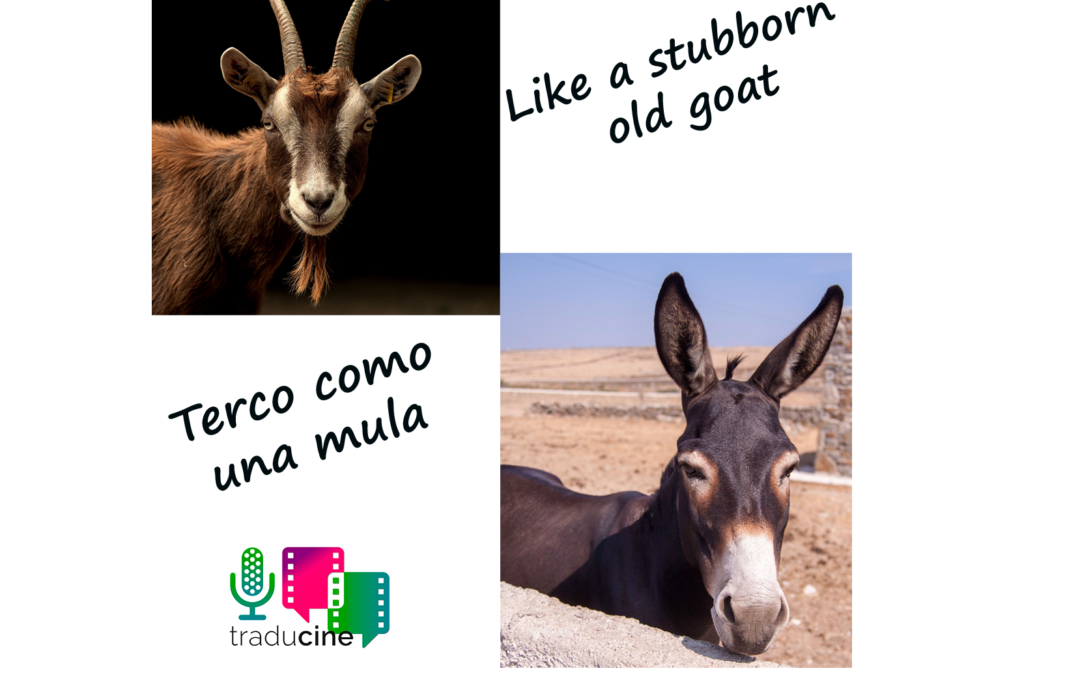 Like a stubborn old goat / Terco como una mula