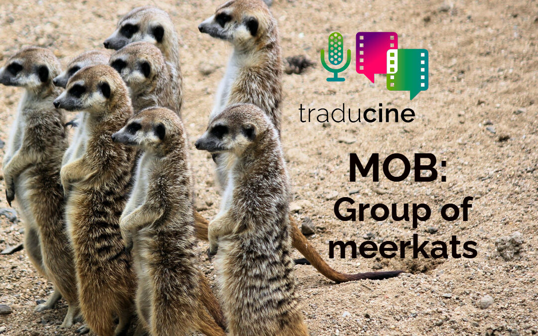 Mob (group of meerkats) / Banda o manada de suricatas